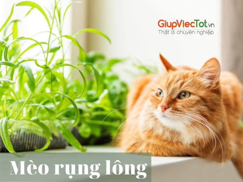 meo-rung-long